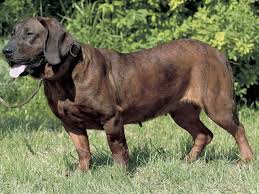 犬を家族に迎える前に